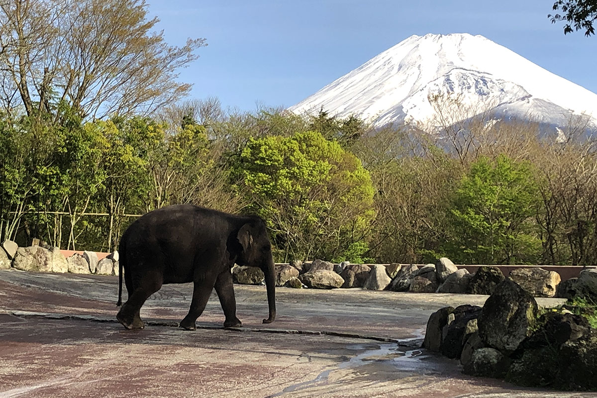 富士山麓の大自然に囲まれた日本初のサファリパーク