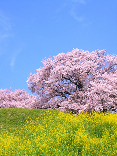 春はやはりお花見