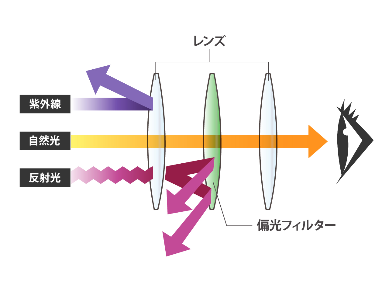 偏光レンズの仕組み